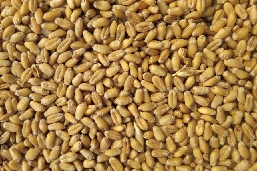 Grãos